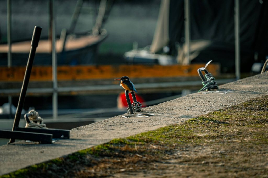 chichester canal