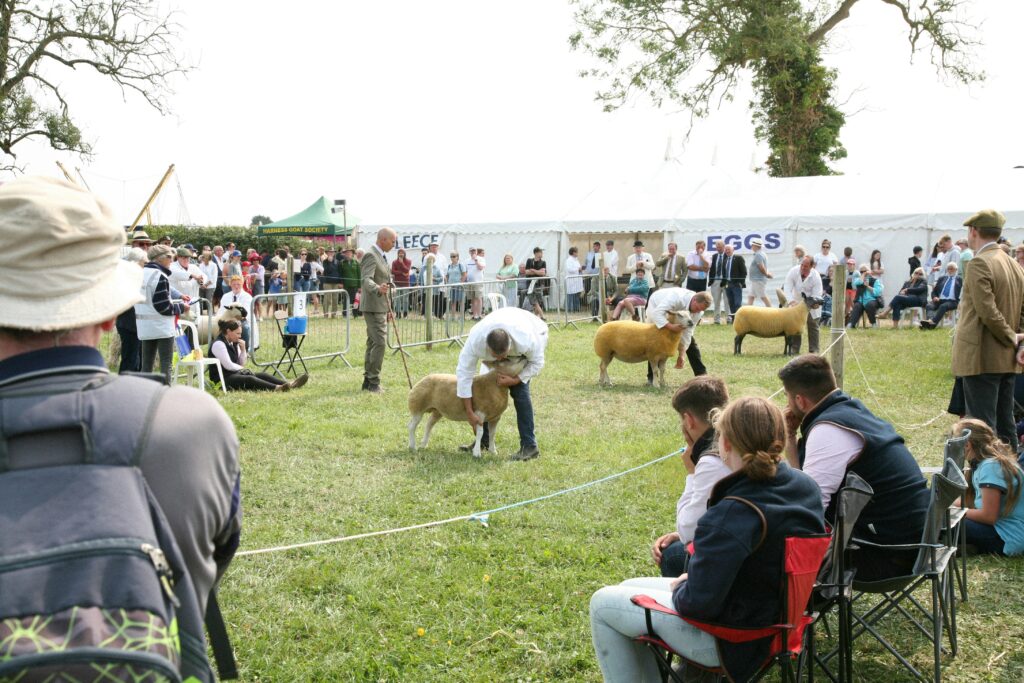 newbury showdown