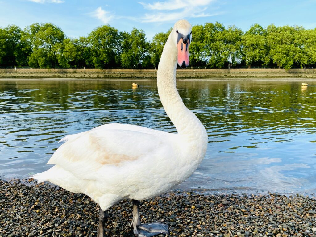 putney riverside